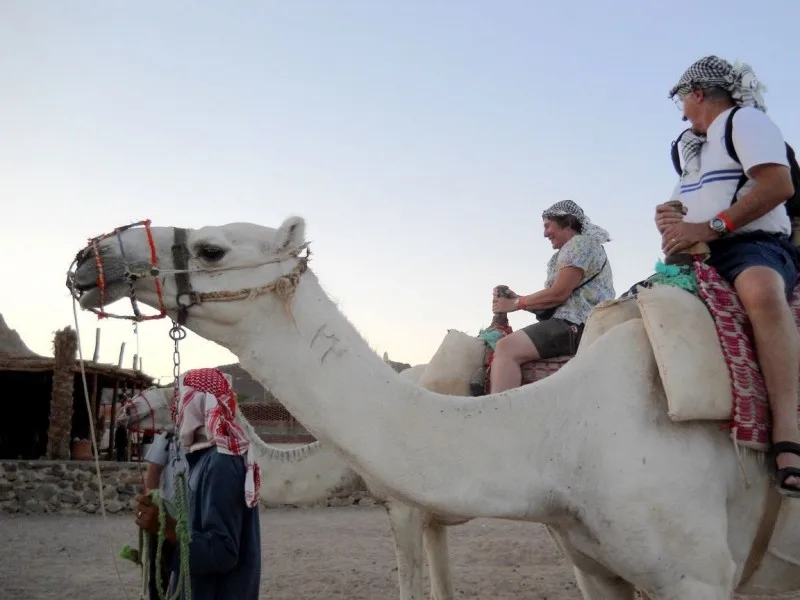 Promenade à Dos de Dromadaire, Désert de Sinaï